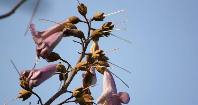 梧桐花代表什么意思？梧桐花的象征意义有哪些？