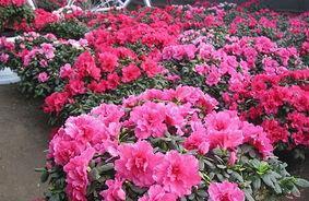 杜鹃花浇淘米水好吗？淘米水对杜鹃花的影响是什么？