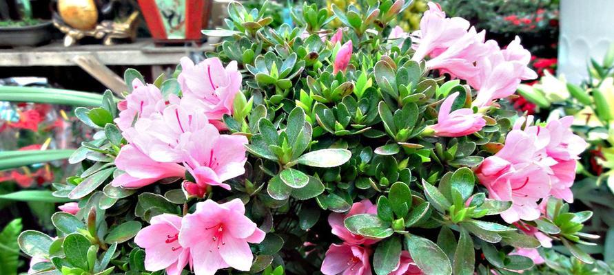 杜鹃花适合室外养殖吗？如何正确露天养护杜鹃花？