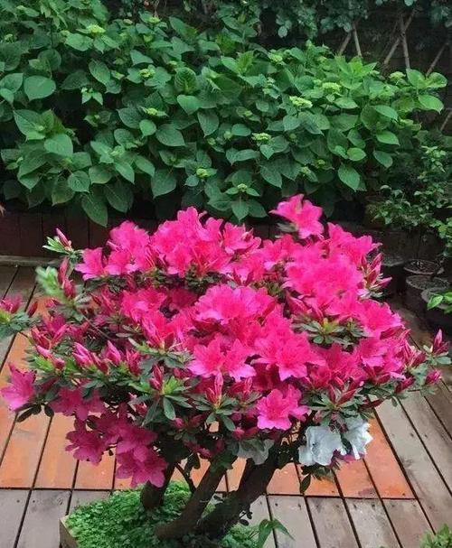杜鹃花适合室外养殖吗？如何正确露天养护杜鹃花？