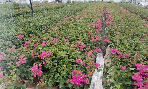 杜鹃花水培可行吗？水培杜鹃花的正确方法是什么？