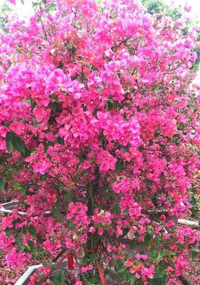 杜鹃花水培可行吗？水培杜鹃花的正确方法是什么？
