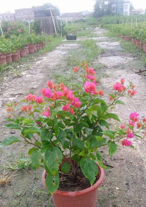 杜鹃花水培可行吗？水培杜鹃花的正确方法是什么？