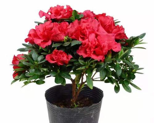杜鹃花水养可行吗？水养杜鹃花的正确方法是什么？