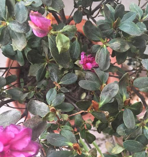 杜鹃花枯枝了怎么办？如何恢复其生机？