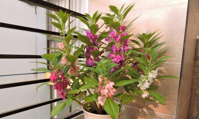 夕雾花的传说是什么？它的花语又代表了什么含义？