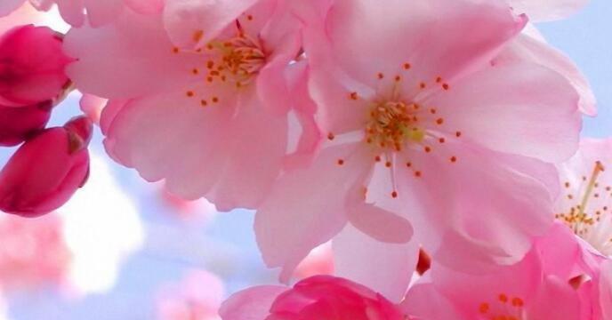 夕雾花的传说是什么？它的花语又代表了什么含义？