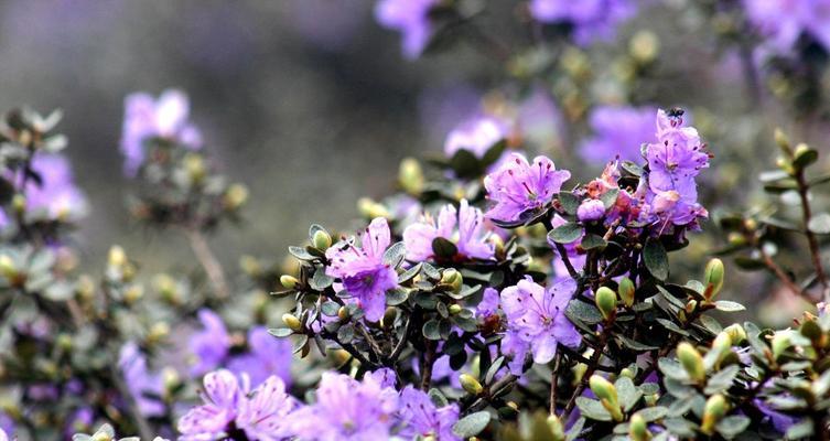 杜鹃花能耐多少低温？耐寒耐冻的特性是什么？
