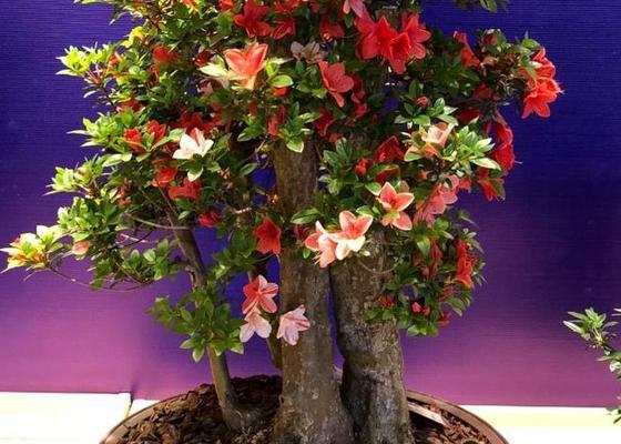杜鹃花的养护周期有多长？如何延长其花期？
