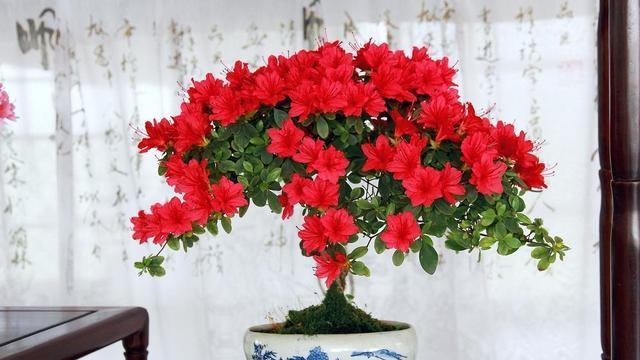 杜鹃花的养护周期有多长？如何延长其花期？