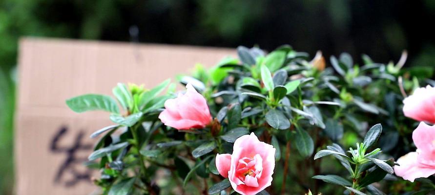 杜鹃花冬季防冻指南：如何在室外安全过冬？