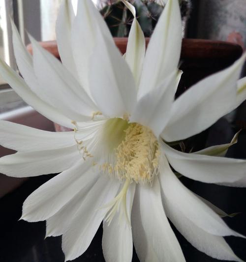 仙人球开花白色代表什么？白色仙人球花语有哪些含义？