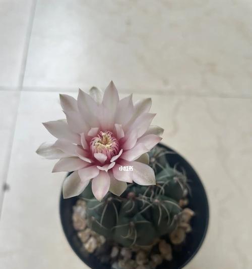 仙人球开花白色代表什么？白色仙人球花语有哪些含义？