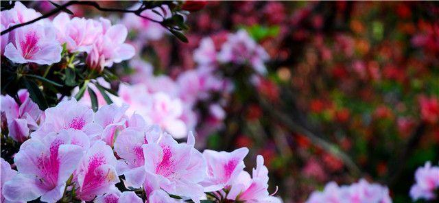 杜鹃花什么时候开花？如何正确识别杜鹃花期？