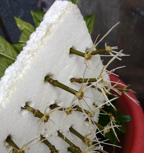 杜鹃花扦插生根最快方法是什么？如何提高杜鹃花扦插成功率？