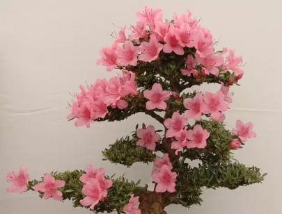 杜鹃花分盆的最佳时机是什么时候？分盆后如何护理？