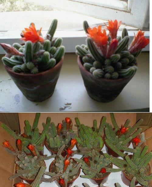 仙人指花代表什么意思？花语和象征意义是什么？