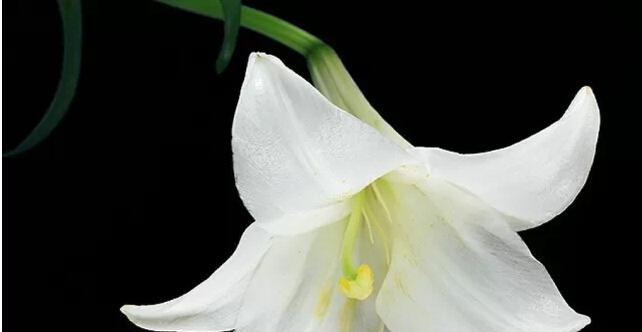 香水百合花寓意有哪些常见问题？