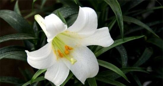 香水百合花寓意有哪些常见问题？