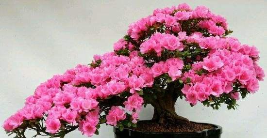 杜鹃花的开花时间是什么时候？春季还是夏季？