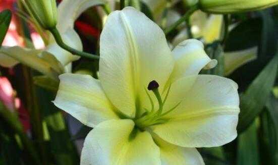 香水百合花语是什么？如何表达纯洁与世无争的情感？