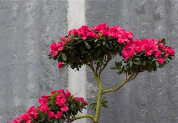 杜鹃花长花苞的时间是什么时候？如何促进花苞生长？