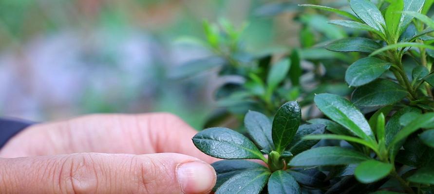 杜鹃花长花苞的时间是什么时候？如何促进花苞生长？