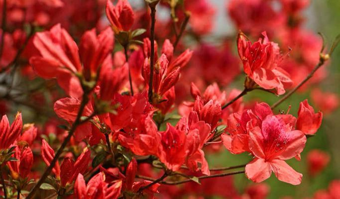 杜鹃花生长需要哪些环境条件？其特点是什么？