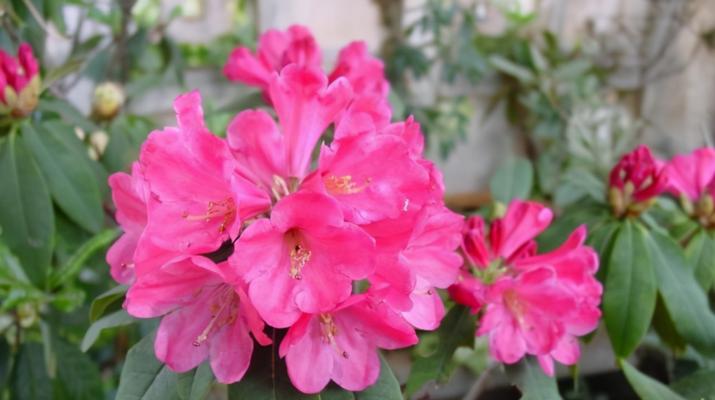 杜鹃花十大品种排名是怎样的？各品种的特点是什么？