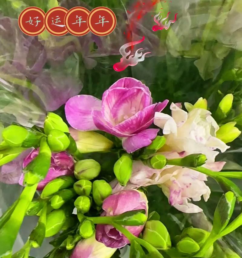 香雪兰代表什么？花语和寓意有哪些常见问题解答？