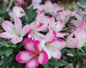杜鹃花属于什么植物类型？草本还是木本？