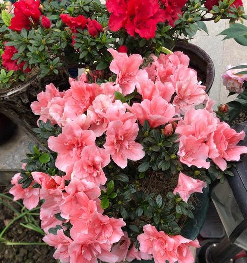 杜鹃花属于什么植物类型？草本还是木本？