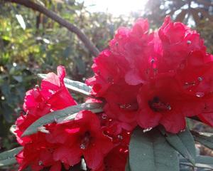 杜鹃花属于什么植物类型？草本还是木本？