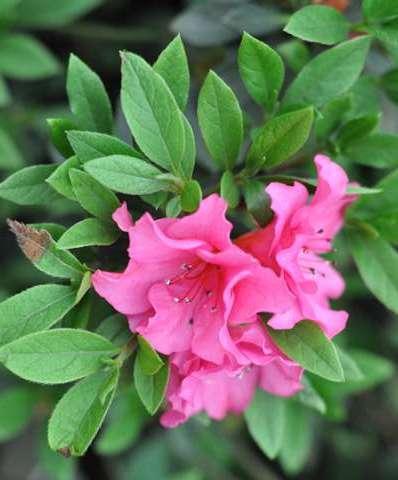 杜鹃花是落叶植物吗？如何判断杜鹃花的落叶特性？