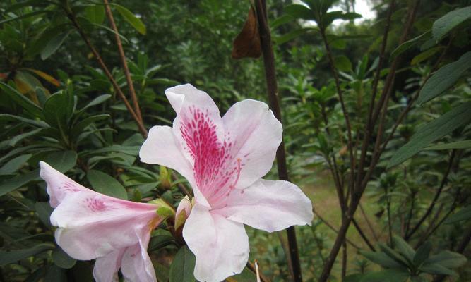杜鹃花是落叶植物吗？如何判断杜鹃花的落叶特性？