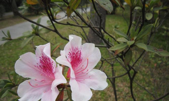 杜鹃花是落叶植物吗？如何判断杜鹃花的落叶特性？