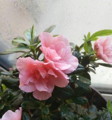 杜鹃花喜阳还是喜阴？如何正确养护杜鹃花？