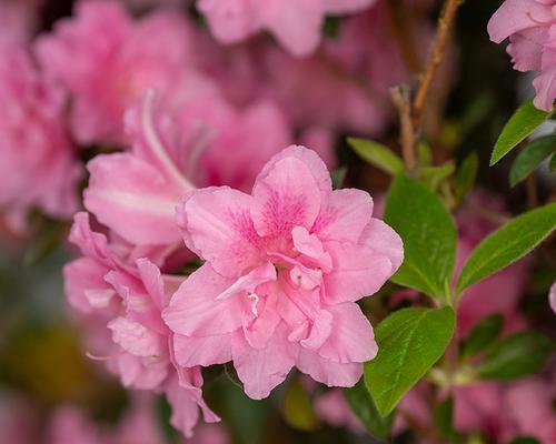 杜鹃花开花与长叶的顺序是什么？