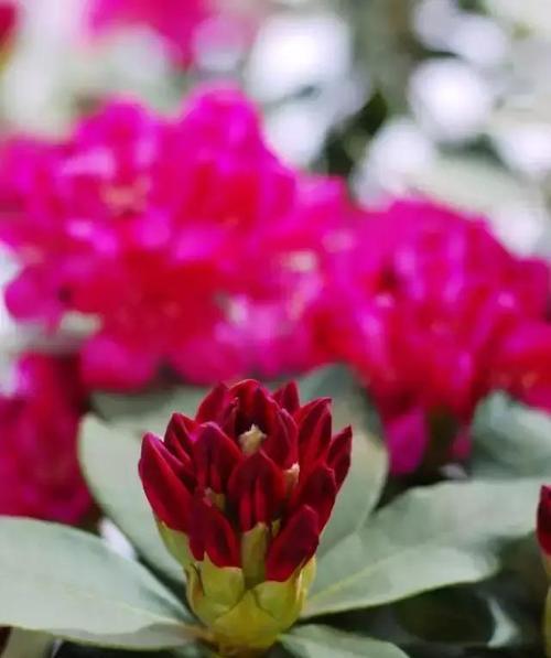 杜鹃花开花与长叶的顺序是什么？