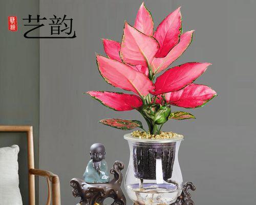 橡皮树的寓意是什么？如何通过它招财旺运和带来吉祥如意？