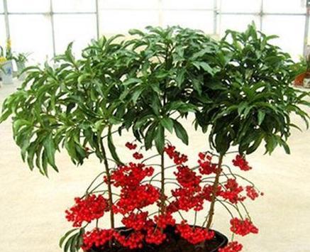 橡皮树的寓意是什么？如何通过它招财旺运和带来吉祥如意？