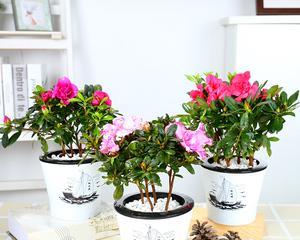 杜鹃花室内养护可行吗？需要注意哪些要点？