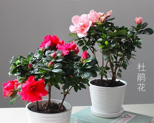 杜鹃花室内养护可行吗？需要注意哪些要点？
