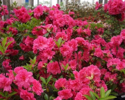 杜鹃花属于什么植物类型？它们有哪些独特特征？