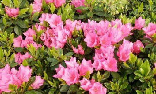 杜鹃花属于什么植物类型？它们有哪些独特特征？