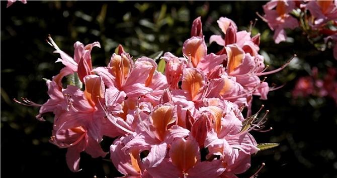 杜鹃花属于什么植物类型？它们有哪些独特特征？