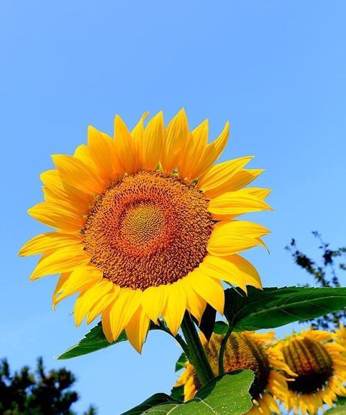 向日葵代表的生肖是什么？向日葵的象征意义有哪些？