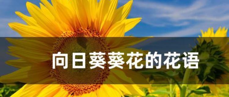 向日葵的花语是什么？向日葵的传说有哪些？