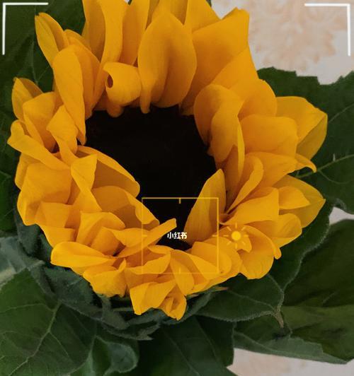 向日葵的花语是什么？向日葵的传说有哪些？