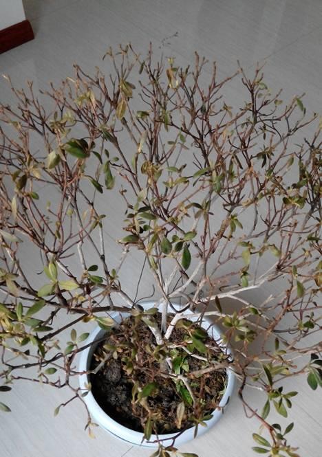 杜鹃花土配制方法是什么？如何正确配制杜鹃花土？